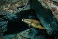 Snakehead fish in aquarium