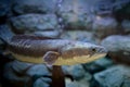 Snakehead fish in a glass tank, a Thai river fish Royalty Free Stock Photo