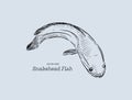 Snakehead fish, hand draw sketch vector. Royalty Free Stock Photo