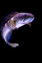 Snakehead fish have a beautiful color in the aquarium with a black background