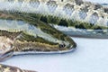 Snakehead fish Royalty Free Stock Photo