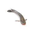Snakehead fish open mouth  isolated on white background and clipping path Royalty Free Stock Photo