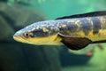 Snakehead fish Royalty Free Stock Photo