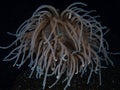 Snakelocks anemone, Anemonia viridis. Loch Carron, Scotland Royalty Free Stock Photo