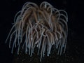 Snakelocks anemone, Anemonia viridis. Loch Carron, Scotland Royalty Free Stock Photo