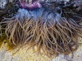 snakelocks anemone (Anemonia viridis) on a rock during low tide Royalty Free Stock Photo