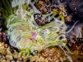 snakelocks anemone (Anemonia viridis) on a rock during low tide Royalty Free Stock Photo