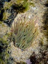 snakelocks anemone (Anemonia viridis) on a rock