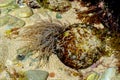 snakelocks anemone (Anemonia viridis) on a rock