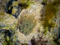 snakelocks anemone (Anemonia viridis) on a rock Royalty Free Stock Photo