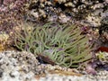 snakelocks anemone (Anemonia viridis) on a rock Royalty Free Stock Photo