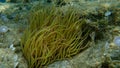 Snakelocks anemone Anemonia viridis undersea, Aegean Sea, Greece.