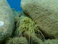 Snakelocks anemone Anemonia viridis undersea, Aegean Sea, Greece.