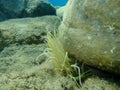 Snakelocks anemone Anemonia viridis undersea, Aegean Sea, Greece.