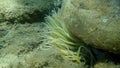 Snakelocks anemone Anemonia viridis undersea, Aegean Sea, Greece.