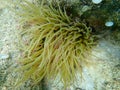 Snakelocks anemone Anemonia viridis undersea, Aegean Sea, Greece.