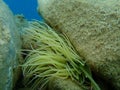 Snakelocks anemone Anemonia viridis undersea, Aegean Sea, Greece.