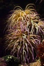 Snakelocks anemone (Anemonia viridis). Royalty Free Stock Photo