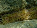 Snakelocks anemone or opelet anemone (Anemonia viridis) undersea, Aegean Sea