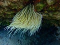 Snakelocks anemone or opelet anemone (Anemonia viridis) undersea, Aegean Sea