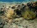 Snakelocks anemone or opelet anemone (Anemonia viridis) undersea, Aegean Sea