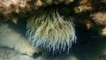 Snakelocks anemone or opelet anemone (Anemonia viridis) undersea, Aegean Sea