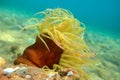 Snakelocks sea anemone - Anemonia sulcata Royalty Free Stock Photo