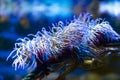 Snakelocks sea anemone Anemonia viridis, a marine coelenterate in a group of marine, predatory animals of order Actiniaria Royalty Free Stock Photo