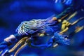 Snakelocks sea anemone Anemonia viridis, a marine coelenterate in a group of marine, predatory animals of order Actiniaria