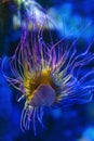 Snakelocks sea anemone Anemonia viridis, a marine coelenterate in a group of marine, predatory animals of order Actiniaria Royalty Free Stock Photo