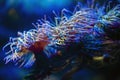 Snakelocks sea anemone Anemonia viridis, a marine coelenterate in a group of marine, predatory animals of order Actiniaria Royalty Free Stock Photo