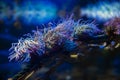 Snakelocks sea anemone Anemonia viridis, a marine coelenterate in a group of marine, predatory animals of order Actiniaria Royalty Free Stock Photo