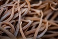 Snakelocks Sea Anemone Macro Image