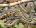 Snakes Royalty Free Stock Photo