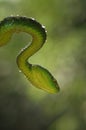 Snakes attack the prey Royalty Free Stock Photo