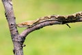 Snakes, batik pythons on tree branches Royalty Free Stock Photo