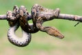 Snakes, batik pythons on tree branches