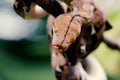 Snakes, batik pythons on tree branches Royalty Free Stock Photo