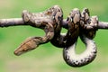 Snakes, batik pythons on tree branches Royalty Free Stock Photo