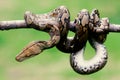 Snakes, batik pythons on tree branches