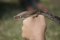 Snake on a hand of Human Being Royalty Free Stock Photo