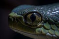 Snakes Eye macro closeup, studio photo. Generate Ai