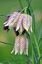 Snakes Head Fritillary