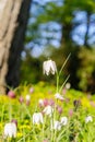 Snakes head fritillary flowers. Beautiful white spring flower on the nature background