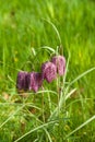 Snakes Head Fritillary Royalty Free Stock Photo