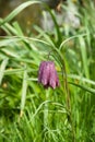 Snakes Head Fritillary Royalty Free Stock Photo