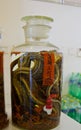 Snakes in a Jar