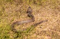 Snakes slither in the grass Royalty Free Stock Photo