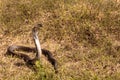 Snakes slither in the grass Royalty Free Stock Photo