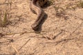 Snakes slither on ground Royalty Free Stock Photo